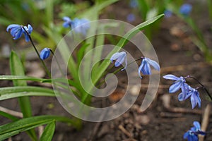 Beautiful first flowers snowdrops in spring forest. Tender spring flowers snowdrops harbingers of warming symbolize the