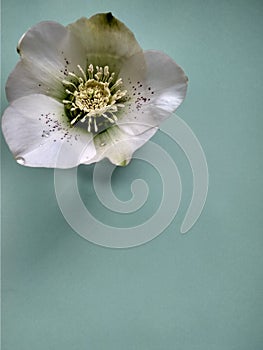 Beautiful first spring flower hellebore on blue