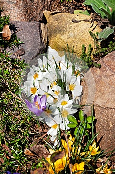 Beautiful first spring flowers crocuses bloom under bright sunlight in the park