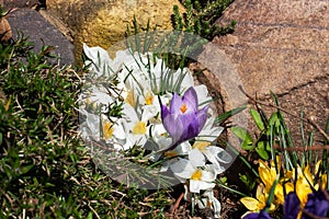 Beautiful first spring flowers crocuses bloom under bright sunlight in the park