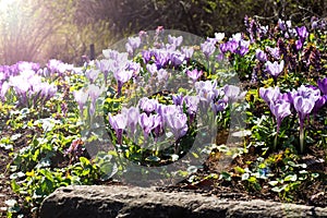 Beautiful first spring flowers crocuses bloom under bright sunlight in the park