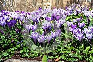 Beautiful first spring flowers crocuses bloom under bright sunlight in the park