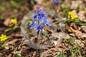 First spring flowers on a ground in the forest