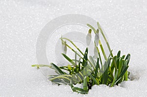 Beautiful first spring flowers snowdrops appeared from under the