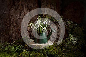 Beautiful first spring flowers of snowdrops in watering can on  stump in moss in forest near tree