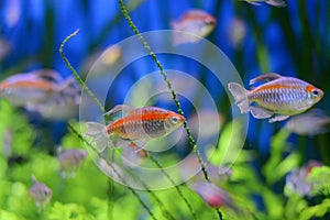 Beautiful fish in the aquarium, aquarium, a fish on the background of aquatic plants