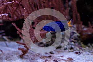 Beautiful fish Chrysiptera Parasema