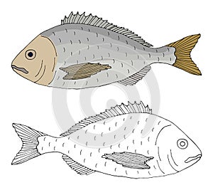 Beautiful fish dorado, hand drawing. Set of fish in color and black and white. Vector illustration photo