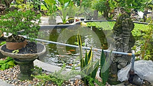 beautiful fish gold pond in the garden