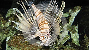 A beautiful fish inside an aquarium