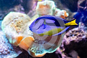 Beautiful fish Paracanthurus Hepatus