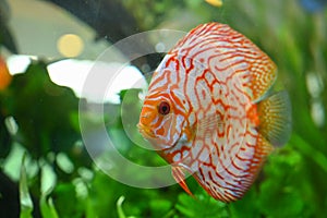 Beautiful fish pompadour