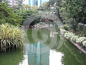 Beautiful fish pond in Kowloon park, Hong Kong