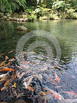 Beautiful fish pond in South Sumatera