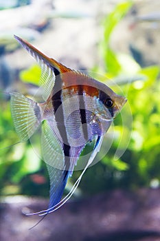 Beautiful Fish Red Sea Coral Animal. Horizontal with Copy Space.