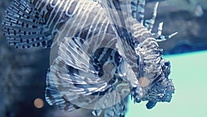 Beautiful fish swimming in tank at aquarium