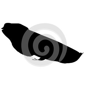 This beautiful fish swims gracefully.