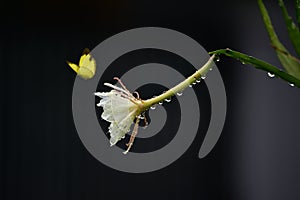 Beautiful fishbone cactus Epiphyllum oxypetalum photo