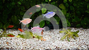 Beautiful fishes in aquarium tank.