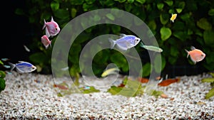 Beautiful fishes of different sizes swim in transparent aquarium water.