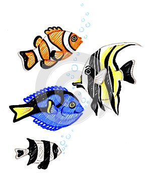 Beautiful fishes isolated on white background.