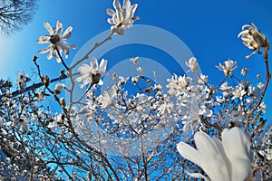 Beautiful Fisheye Perspective of Magnolia X Loebneri Encore Flowers Blossoms Against Blue Sky