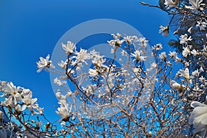 Beautiful Fisheye Perspective of Magnolia X Loebneri Encore Flowers Blossoms Against Blue Sky