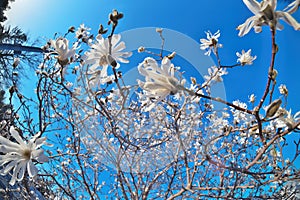 Beautiful Fisheye Perspective of Magnolia X Loebneri Encore Flowers Blossoms Against Blue Sky