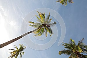 Beautiful fishing villange with coconut tree on blue sky photo