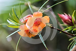 Hermoso cinco pétalo naranja flor 