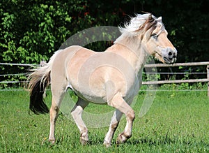 A beautiful fjord horse is running on the paddock in the sunshine