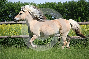 A beautiful fjord horse is running on the paddock in the sunshine