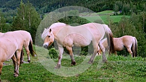 Beautiful fjord horses on green grass in mountainside pasture.