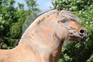Beautiful fjord pony stallion