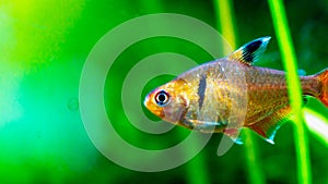 Beautiful flame tetra fish