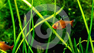 Beautiful flame tetra fish