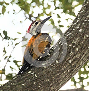 Beautiful Flameback on a tree