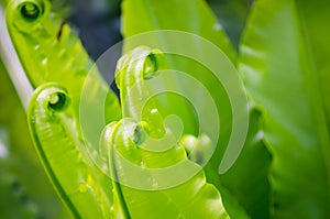 Beautiful Flamenco Green Fern Plant shows its beautiful curved at a botanical garden.