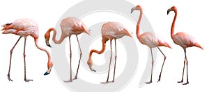 Beautiful flamingo bird isolated