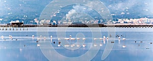 Beautiful flamingo group in the water in Delta del Ebro, Catalunya, Spain. Copy space for text.