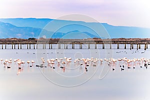 Beautiful flamingo group in the water in Delta del Ebro, Catalunya, Spain. Copy space for text.