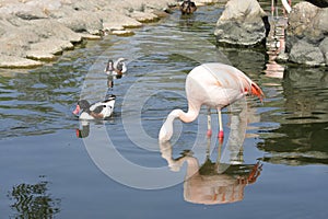 Beautiful flamingo searching food in water