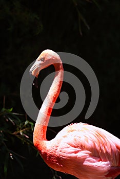 A beautiful flamingo wading in water.