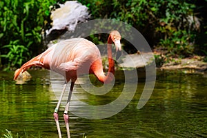 A beautiful flamingo wading in water.