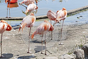 Beautiful flamingos on the bank of a reservoir