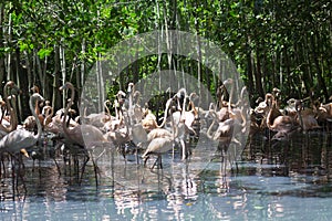 Beautiful Flamingos on the Beach