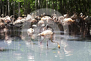 Beautiful Flamingos on the Beach