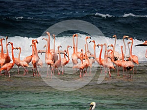 Beautiful Flamingos in the caribbean sea