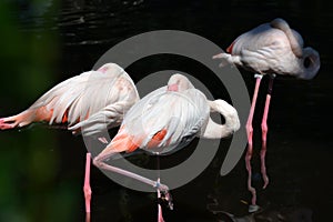 Beautiful flamingos hid their beaks under their wings