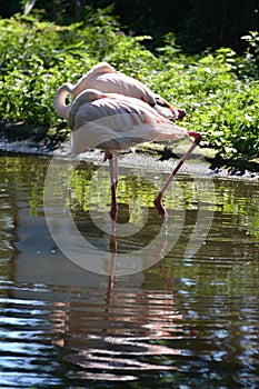Beautiful flamingos hid their beaks under their wings